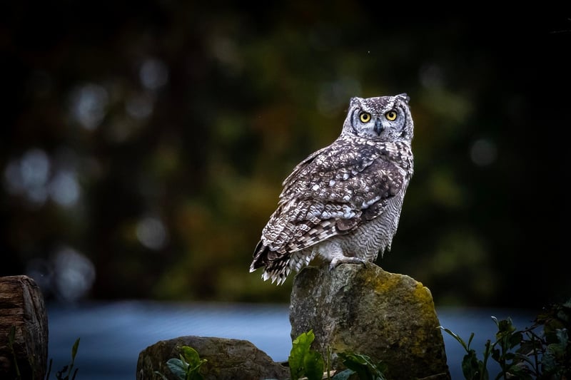 Wildlife Conservationist